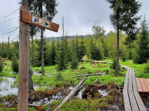  Sagwasserl.jpg   Foto: Annette Nigl / Nationalpark Bayerischer Wald 