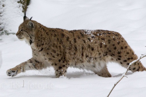 Luchs-8955.jpg   Foto: © Johann Sedlmayr