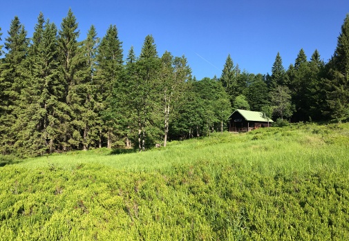 Buchenau .jpg   Foto: Gregor Wolf/Nationalpark Bayerischer Wald
